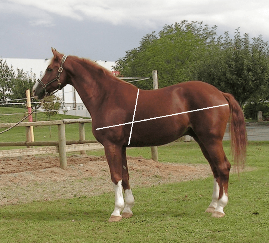 How to Estimate Your Horse’s Weight Your Horse Farm