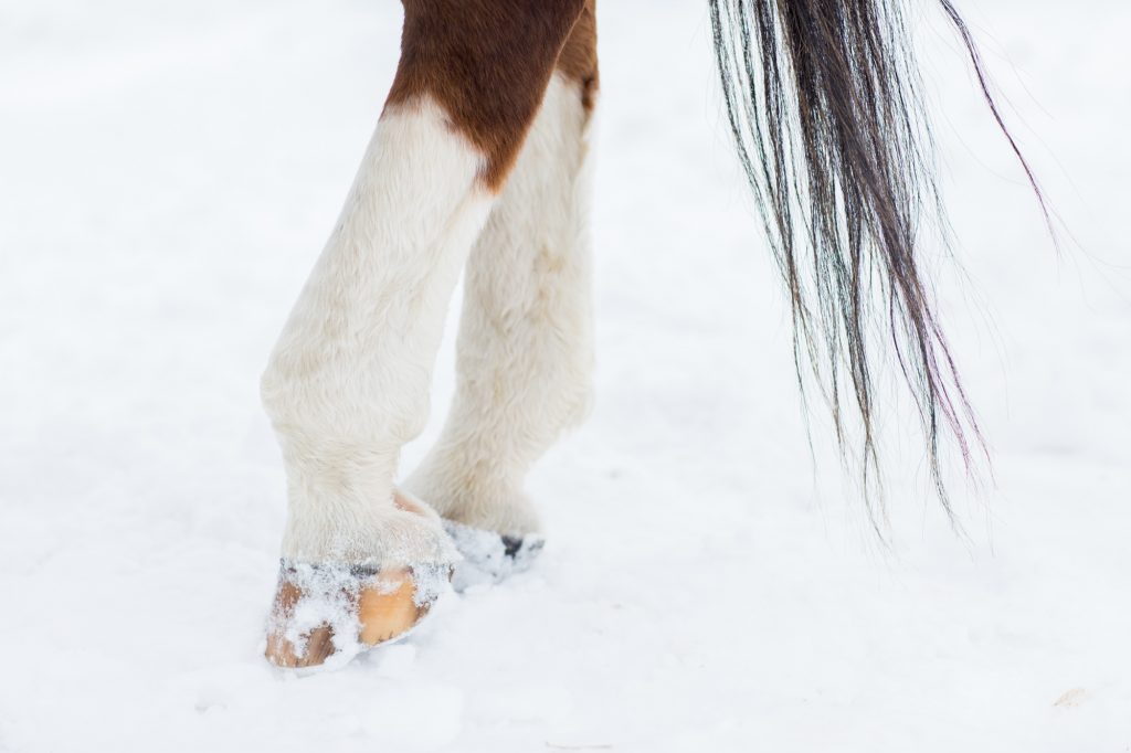 Winter hoof