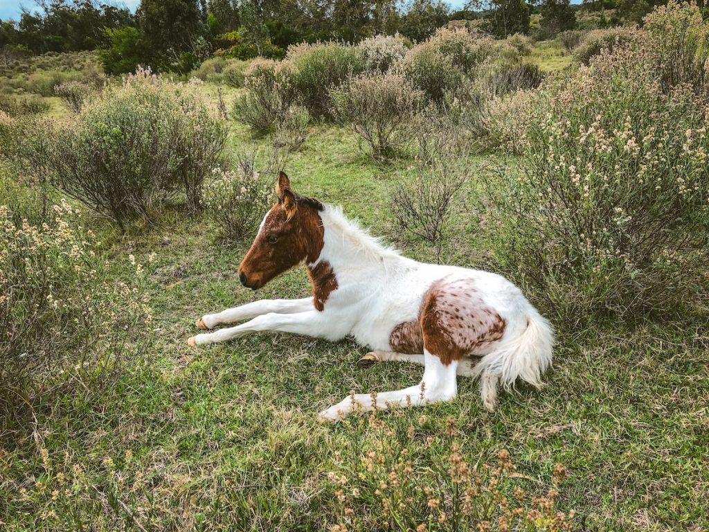 Foal