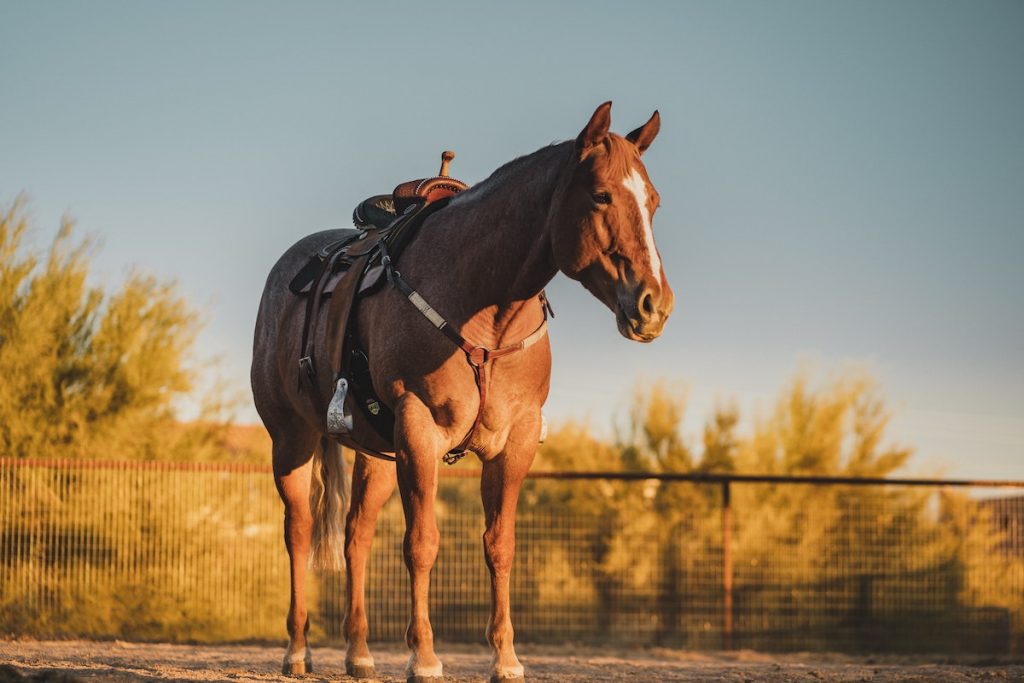 Horse with saddle