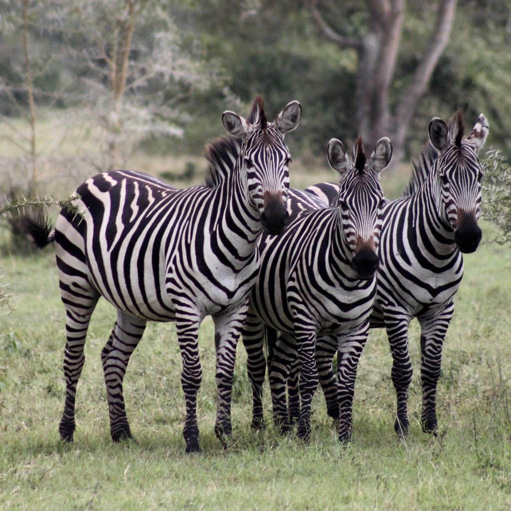 Zebras