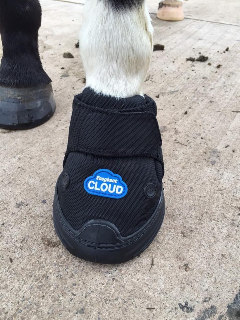 Ongedaan maken Kwik lichten Using Hoof Boots - Your Horse Farm