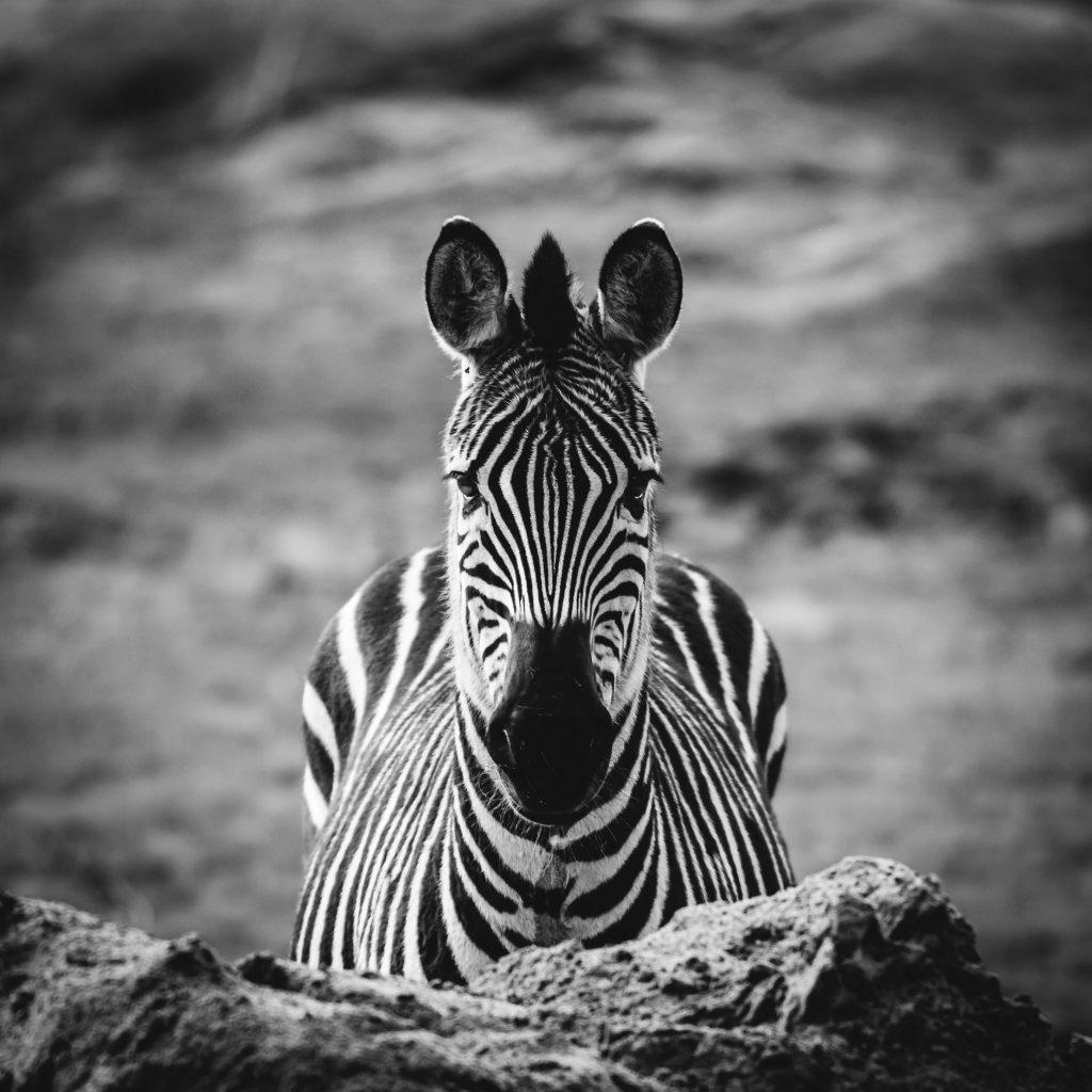 Zebra