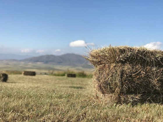 Hay in field