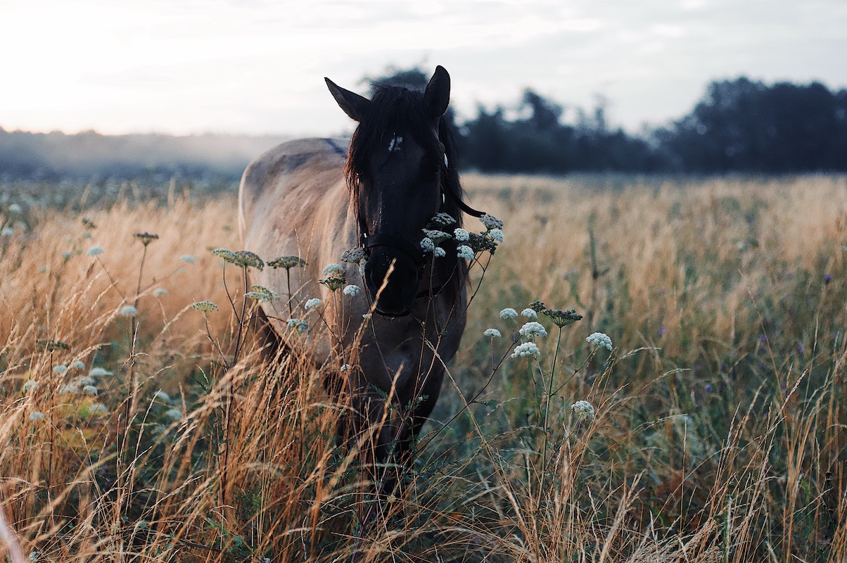 Horse in Pasture