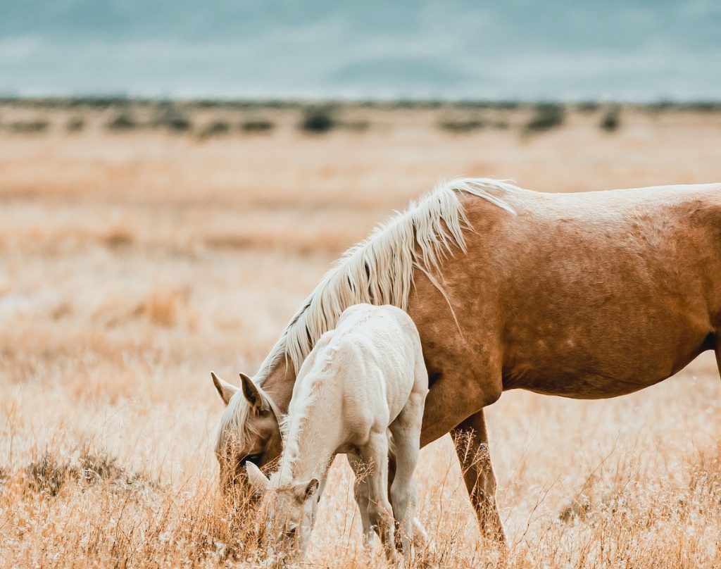 Horses