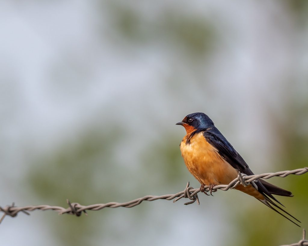 Barn Swallow