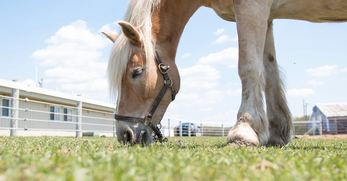 How To Use a Grazing Muzzle