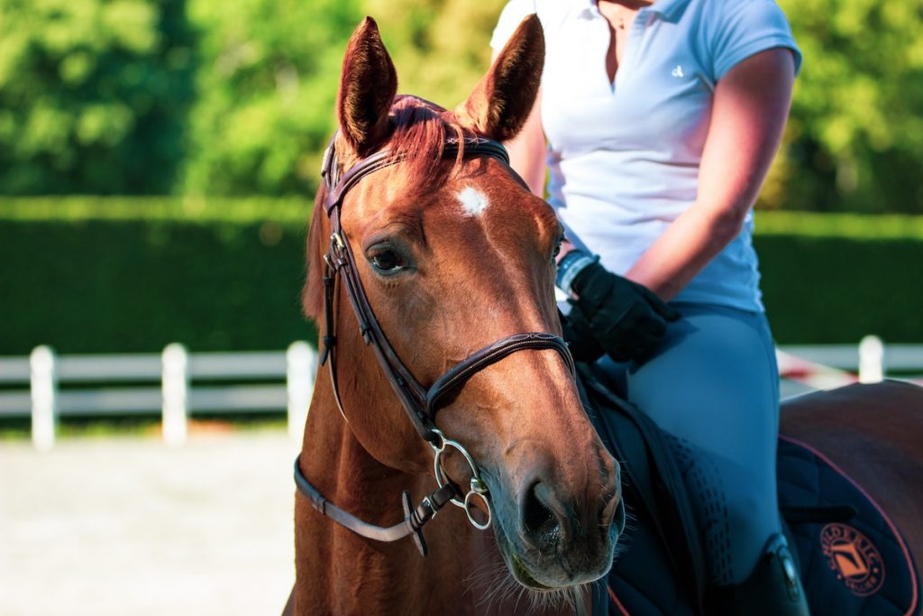 Horse store riding attire