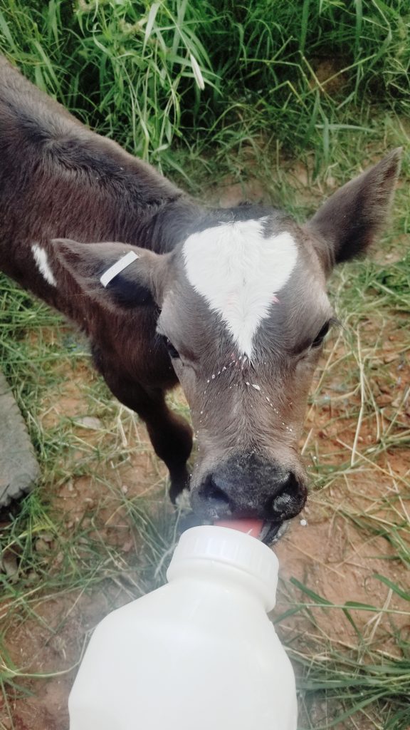 Bottle-Feeding Calf Basics: How Often to Feed – ProviCo Rural