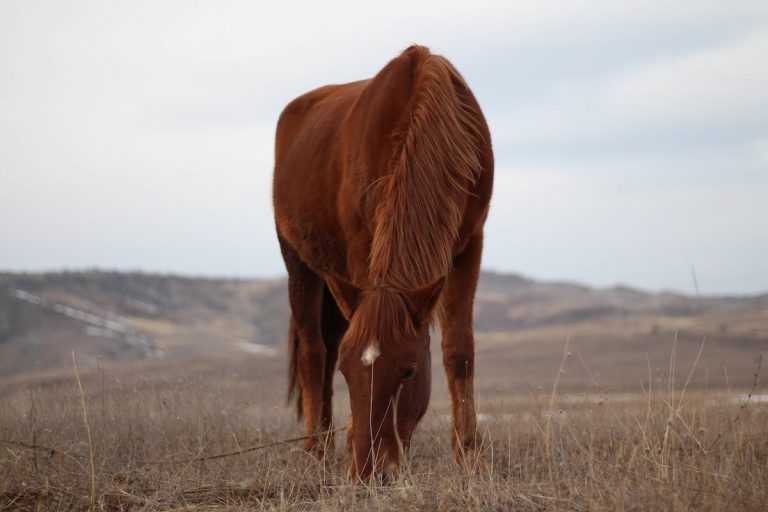 What Makes A Good Ranch Horse