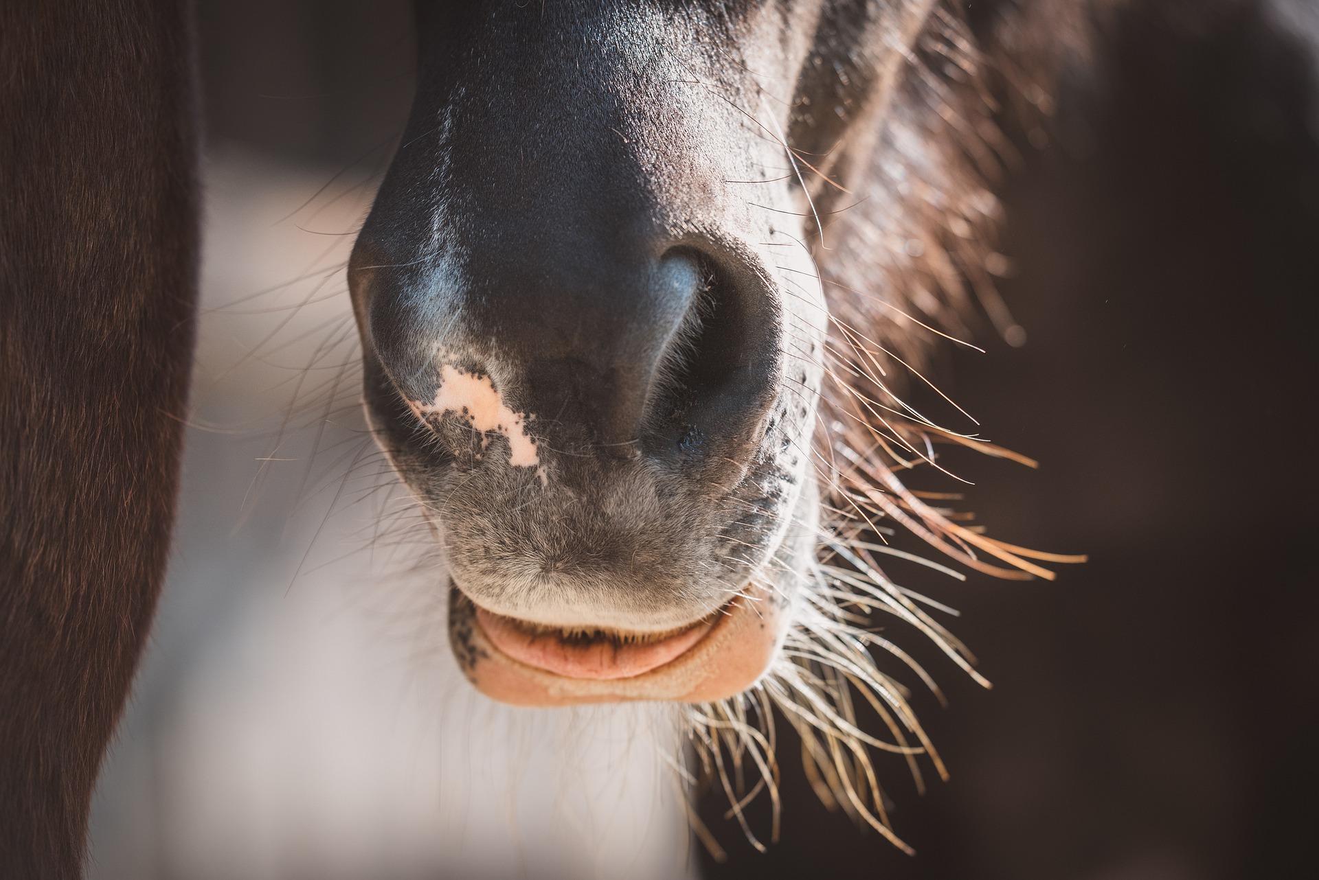 Beer for Your Horses | Your Horse Farm