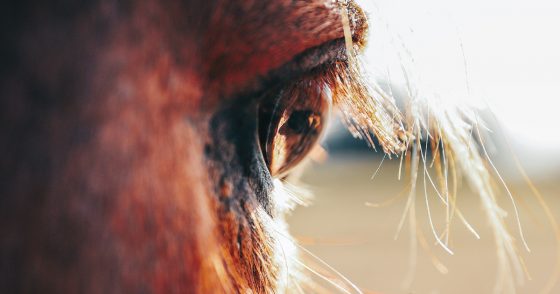 Tips to Deworm A Sensitive Horse