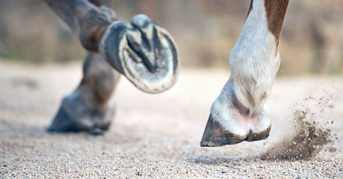 Horse Hoof