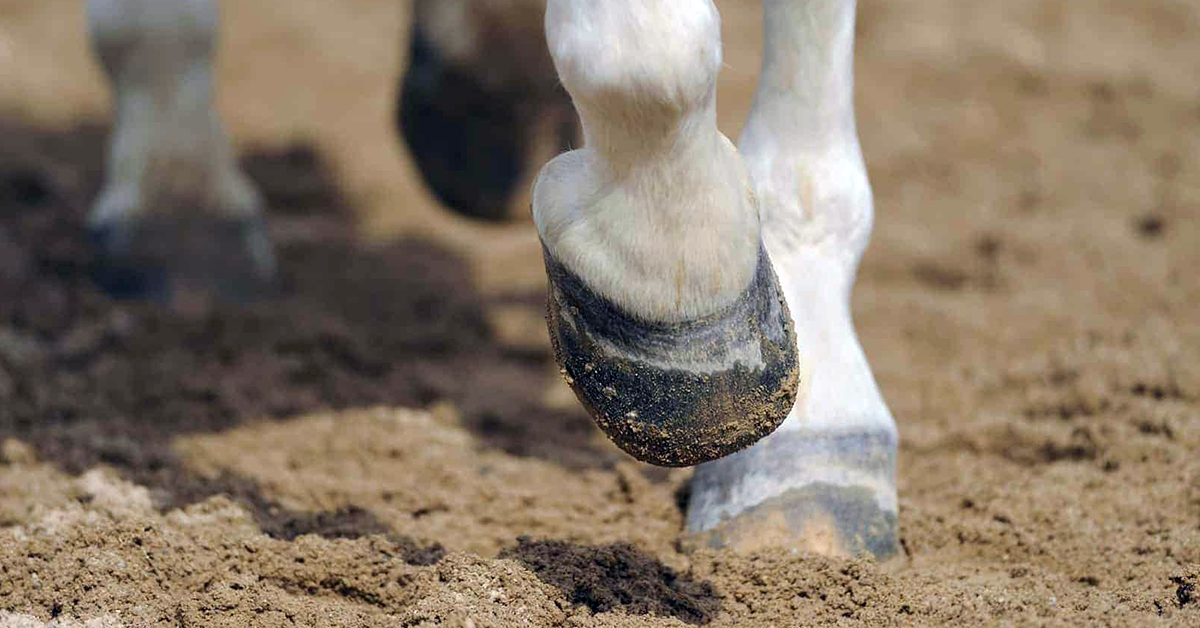 Horse Hoof