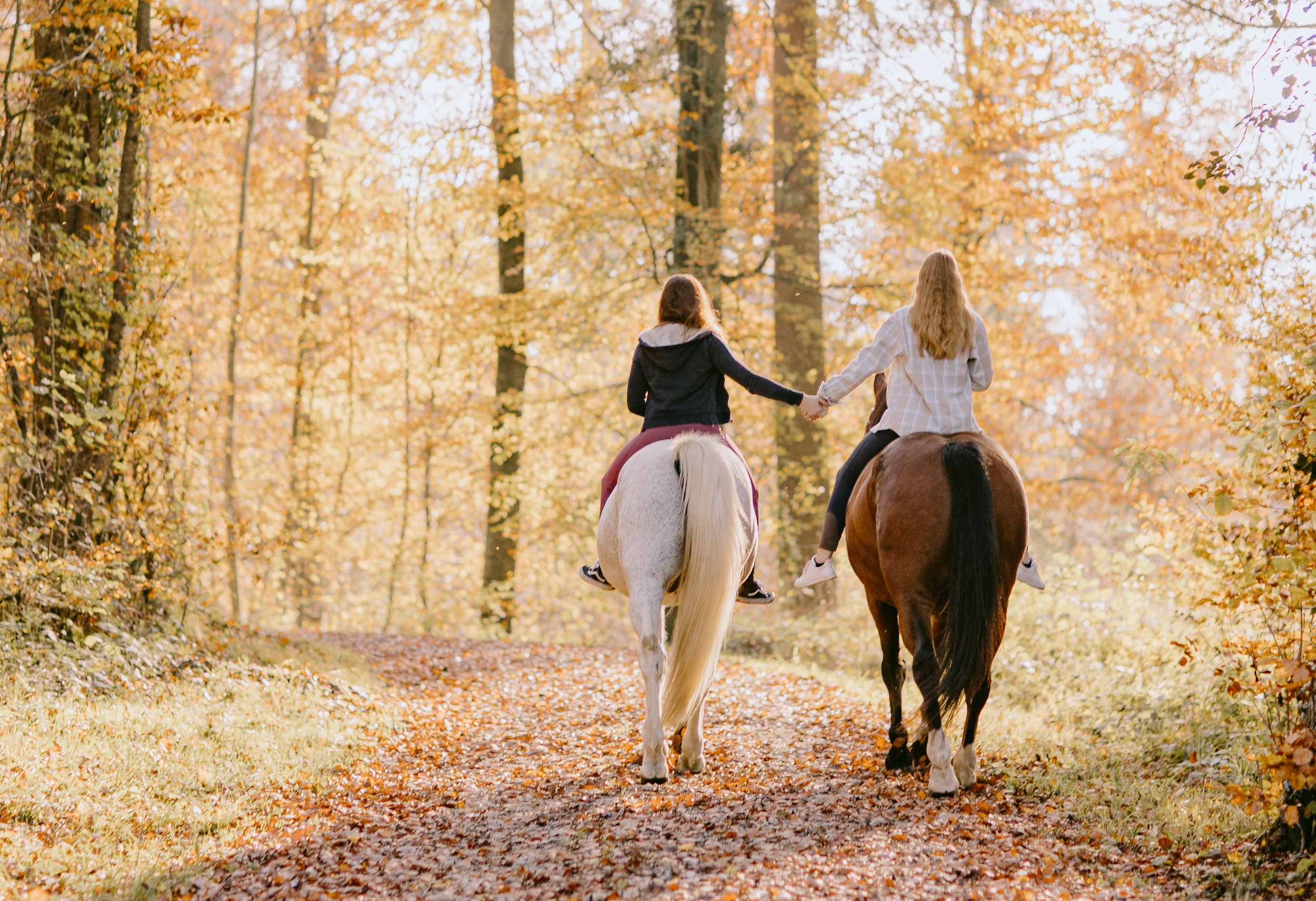 Fall Activities with Your Horse Your Horse Farm