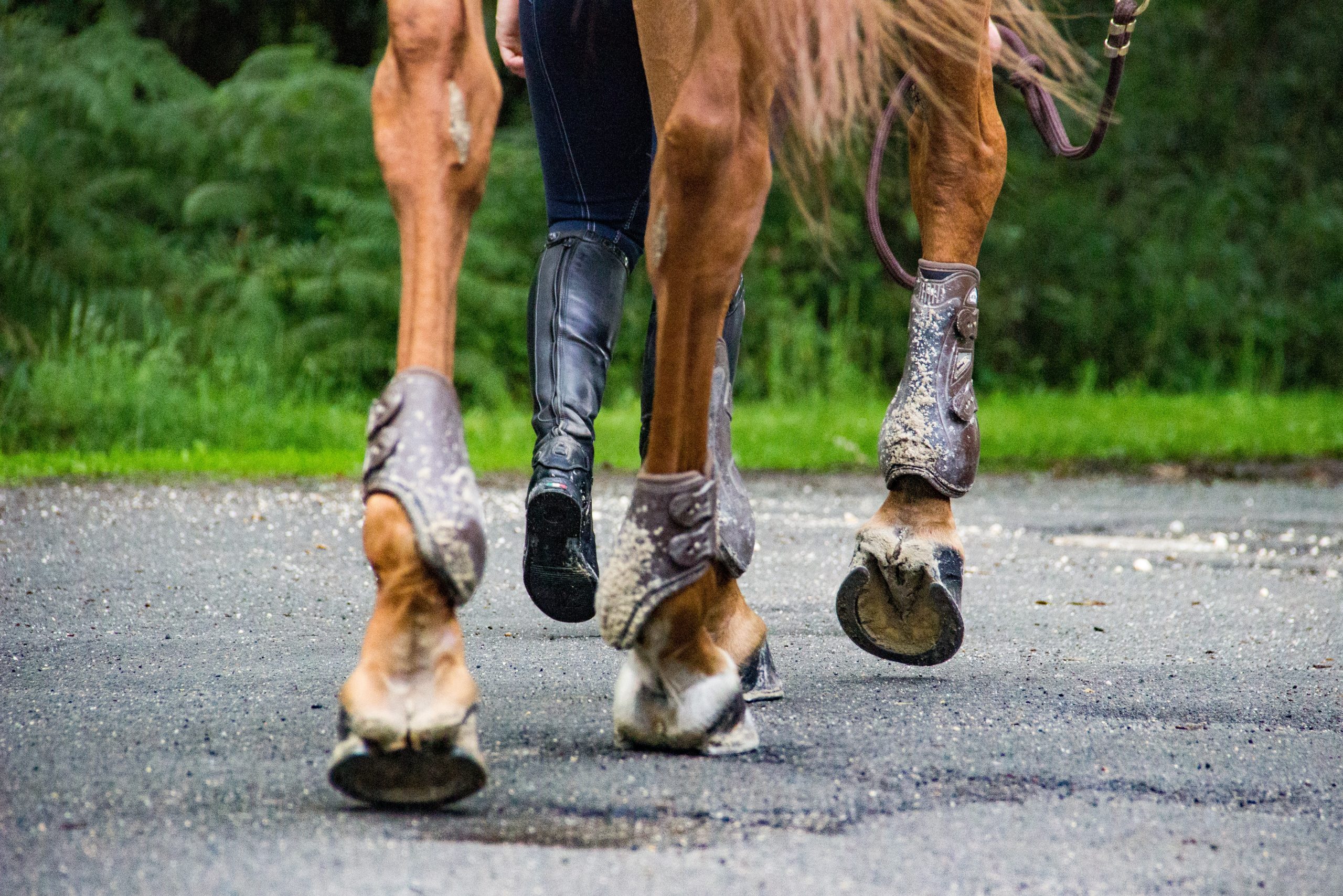 farrier tools