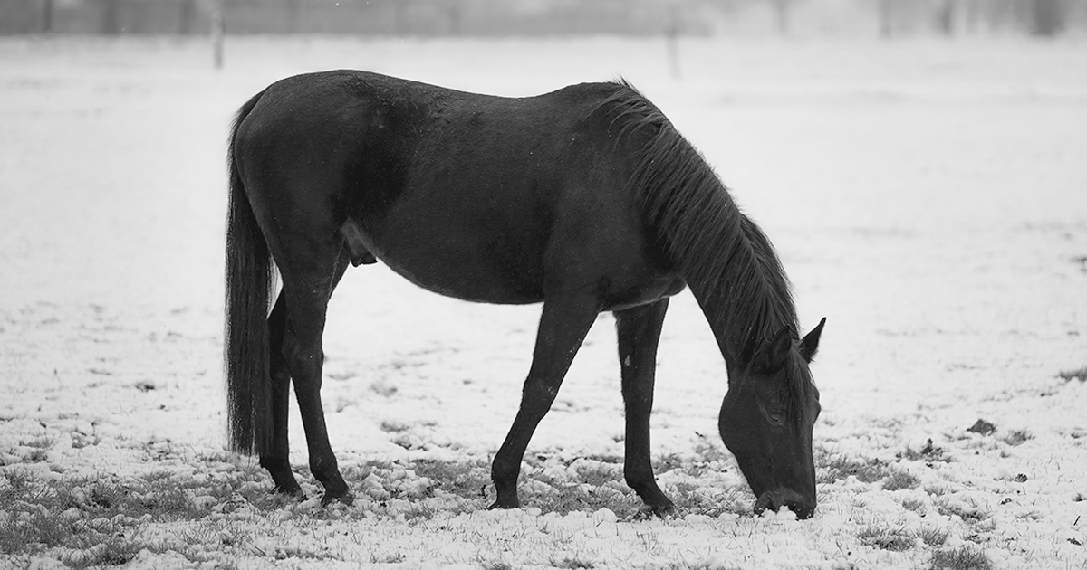 winter horse myths