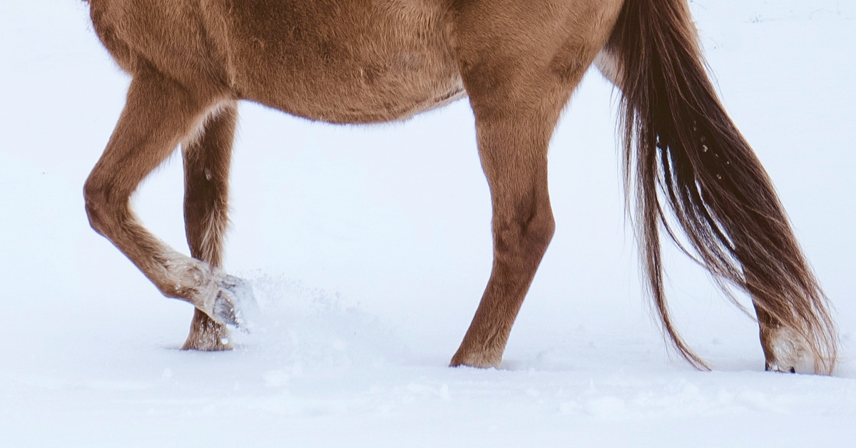 Helping to Prevent Winter Laminitis