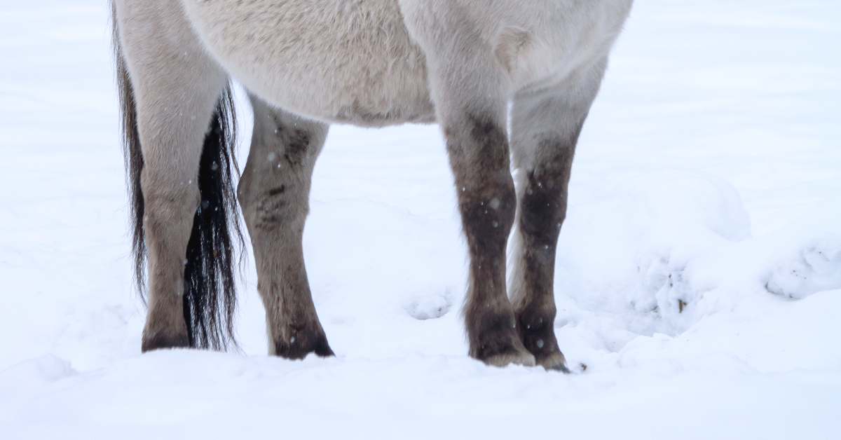 Helping to Prevent Winter Laminitis