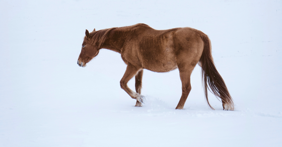 Helping to Prevent Winter Laminitis