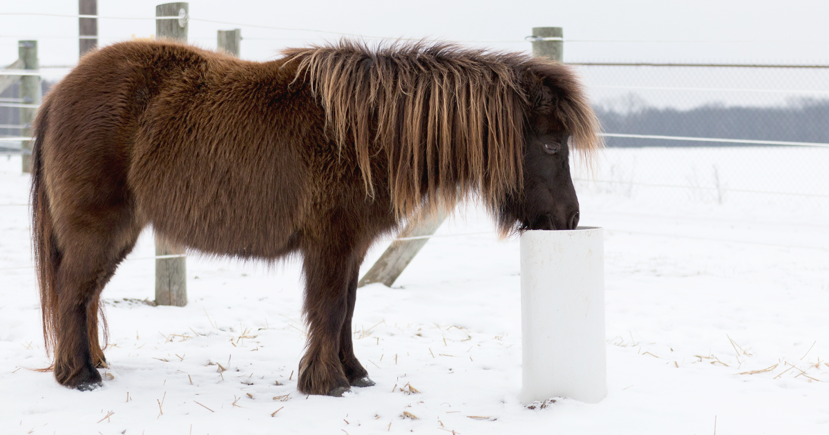 Non-electric Freshwater Source for Horses