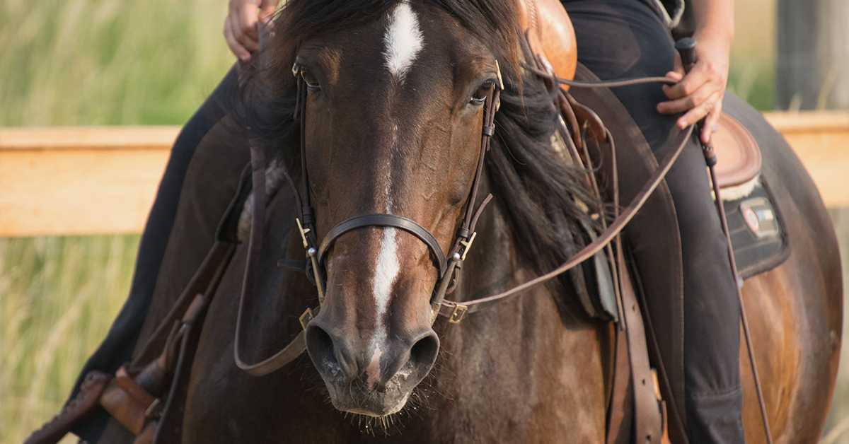 Western Dressage