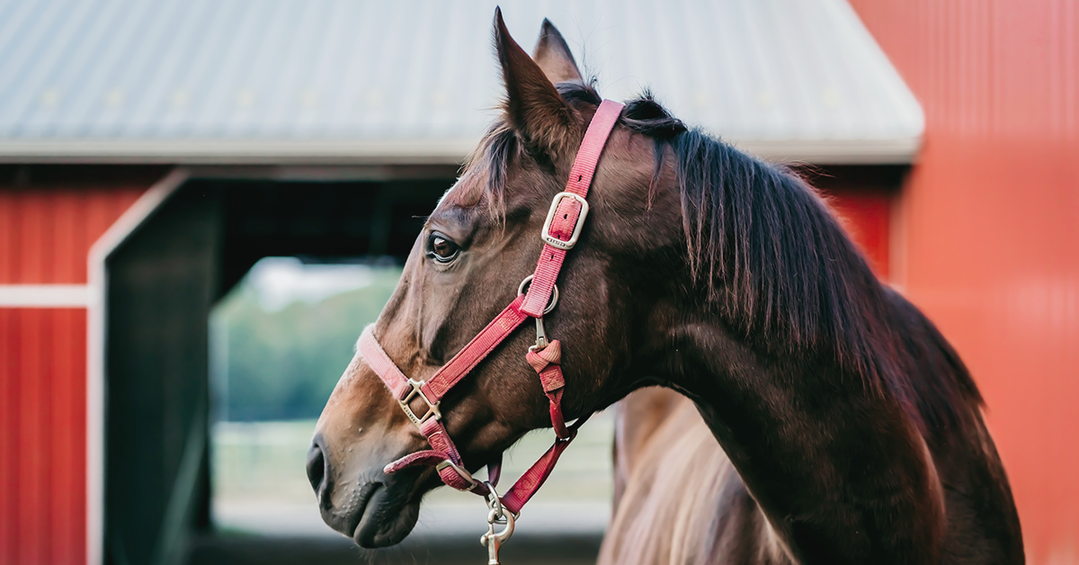 Horse Barn Rules