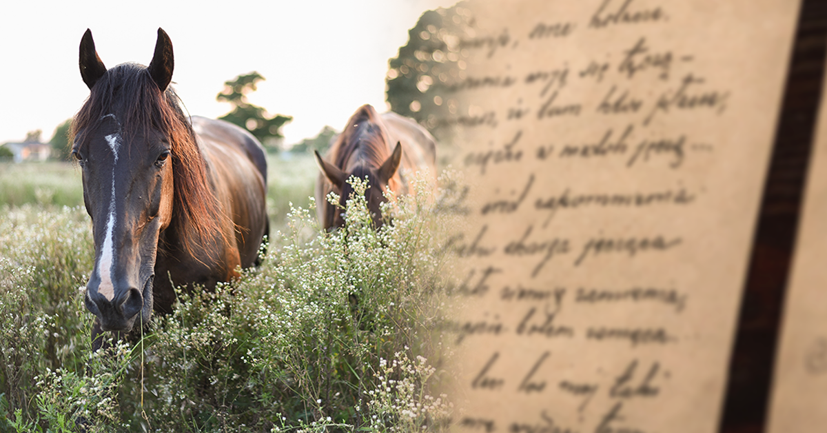 Four Amazing Memoirs for Horse Lovers