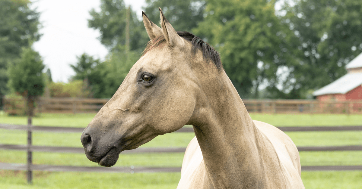 5 Types of Horse Fencing