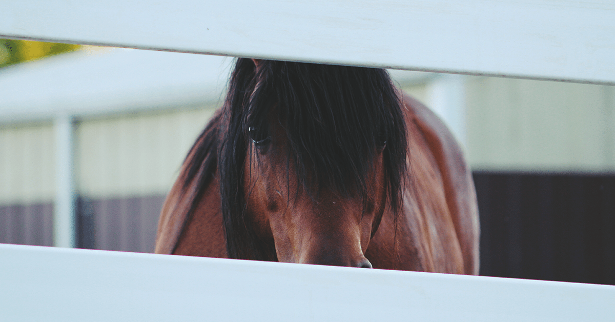 PVC Horse Fencing