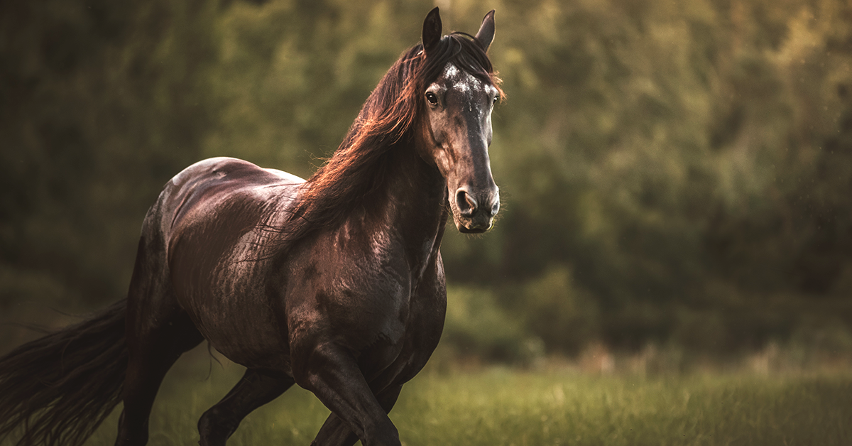 Exercises for Improving Your Horse’s Fitness Level