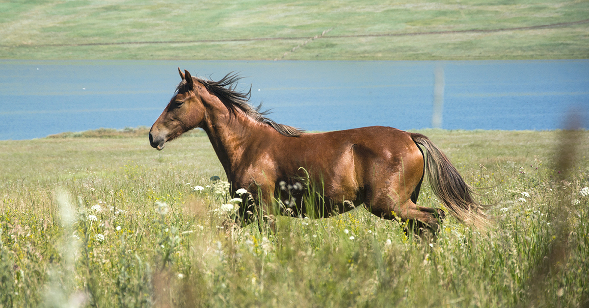 Exercises for Improving Your Horse’s Fitness Level