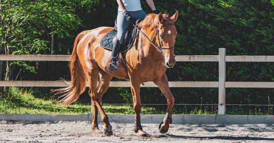 Has Your Riding Routine Started To Feel Boring?