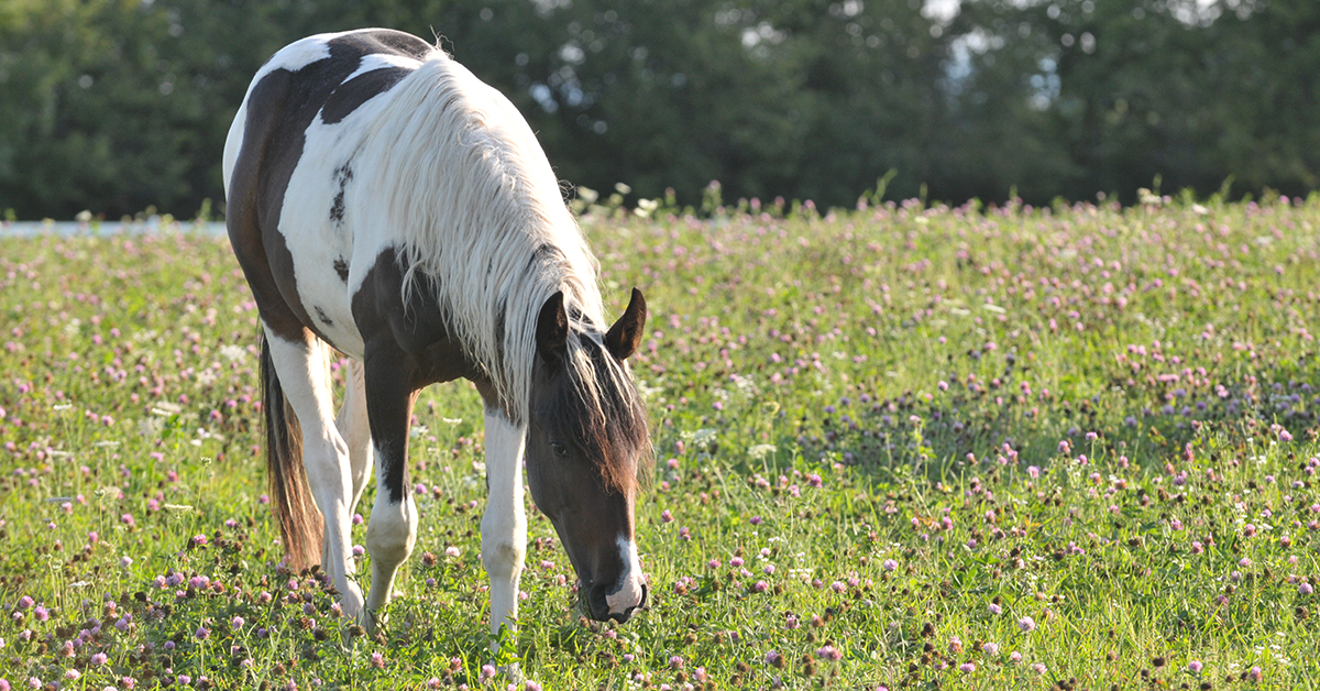 Horse Farm Projects in the Spring - Horse Health Care