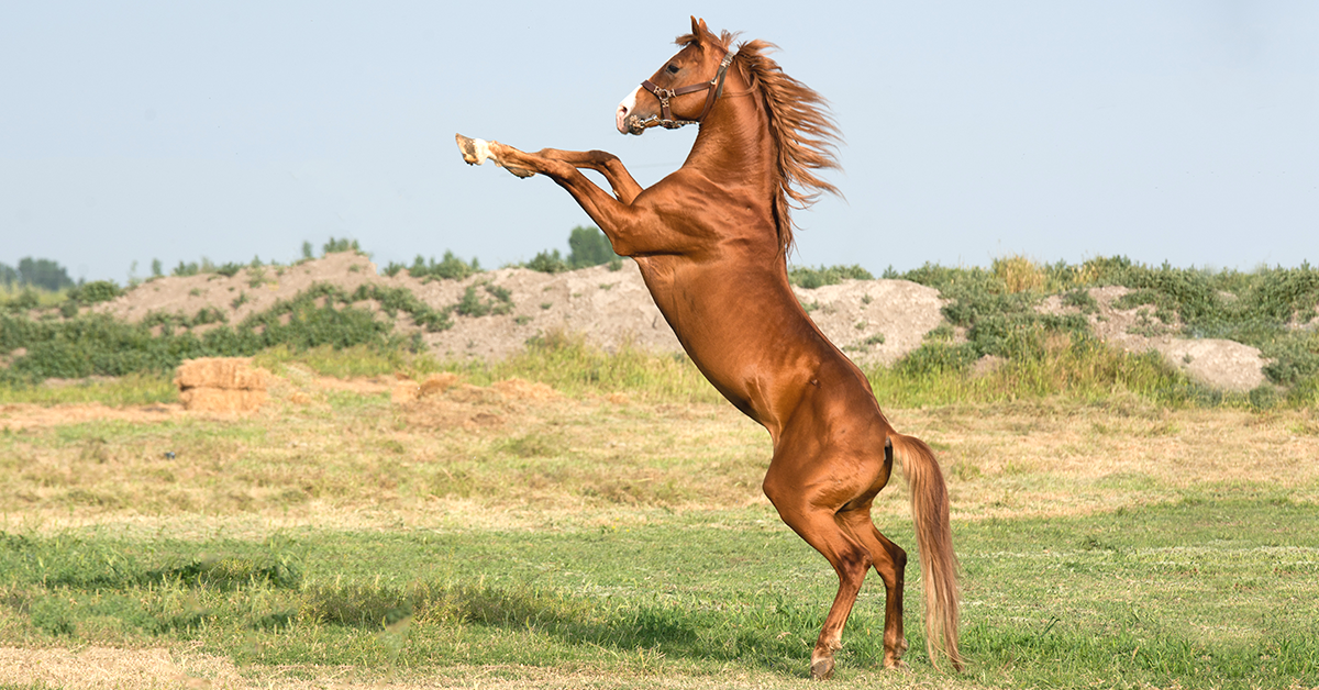 Horse Mane Hair