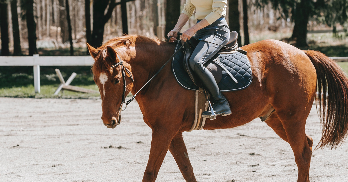 The Pros & Cons of Keeping Backyard Horses