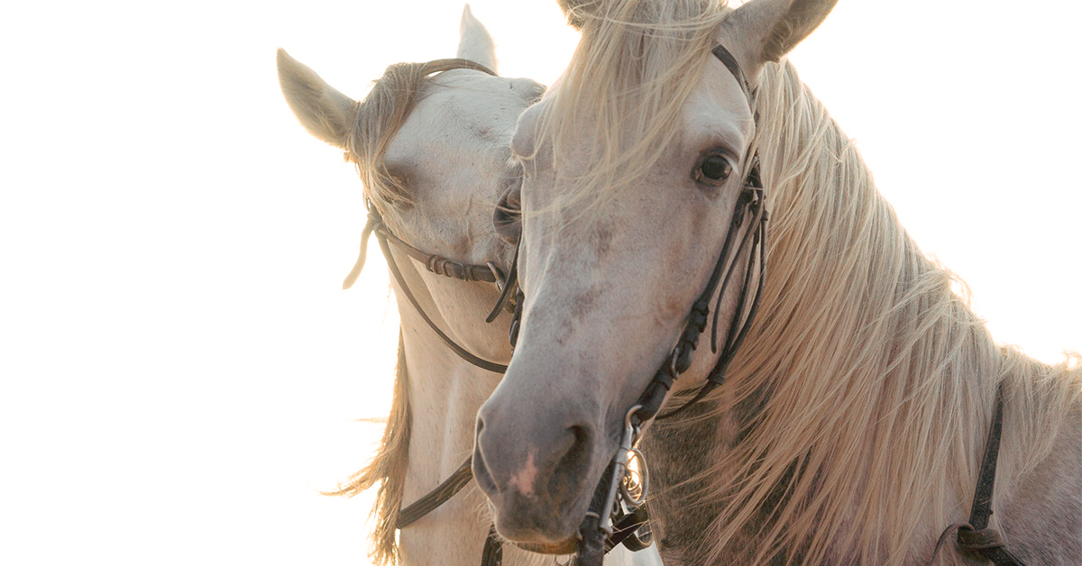 How To Make Your Horse's Coat Glow