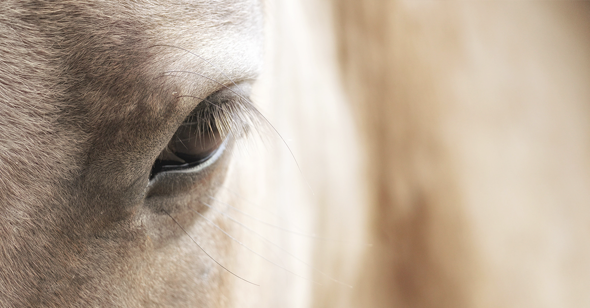 How to Make Your Horse Shine: Guide to a Glossy Hair Coat
