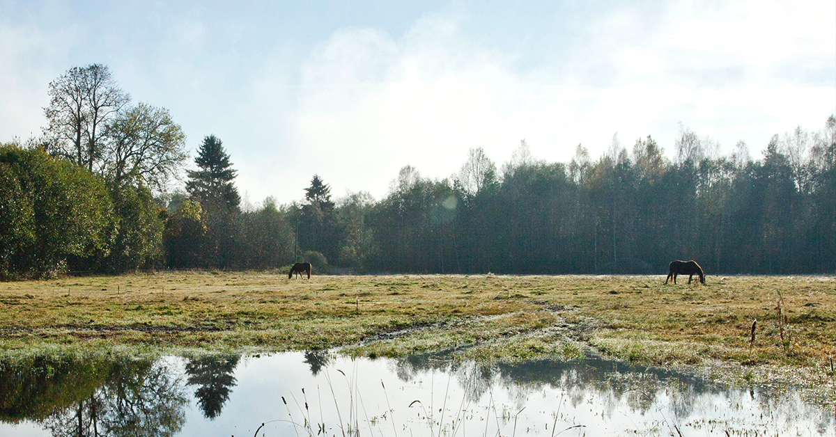 Trees Toxic to Horses