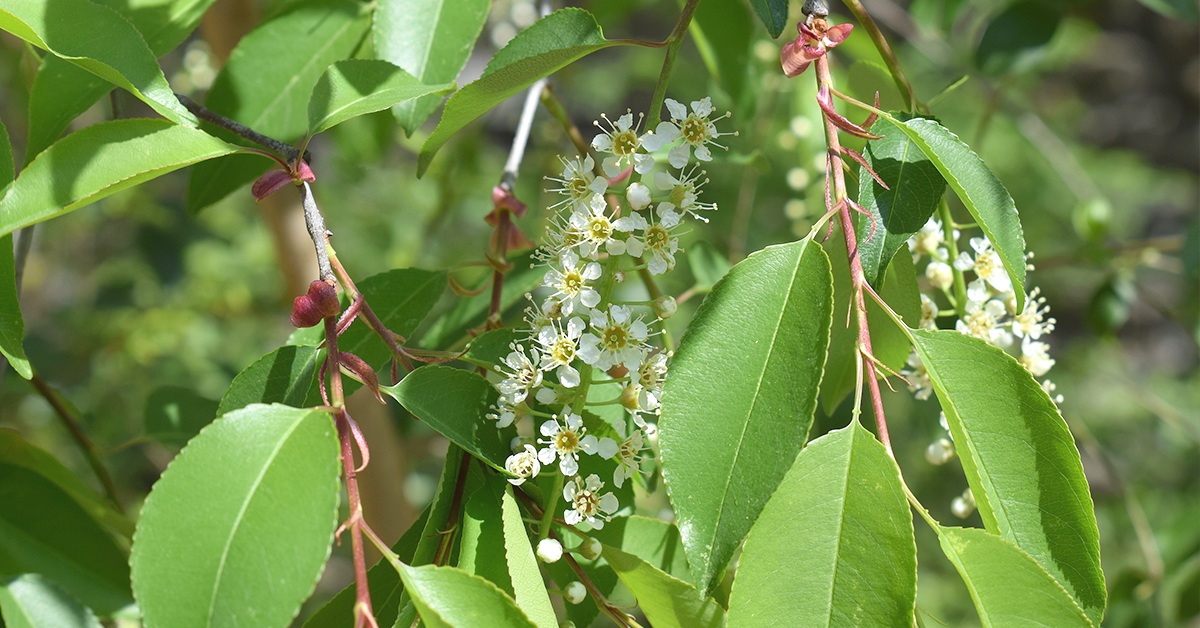 Trees Toxic to Horses