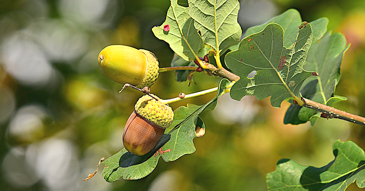 The Truth About Acorn Toxicity and Horses