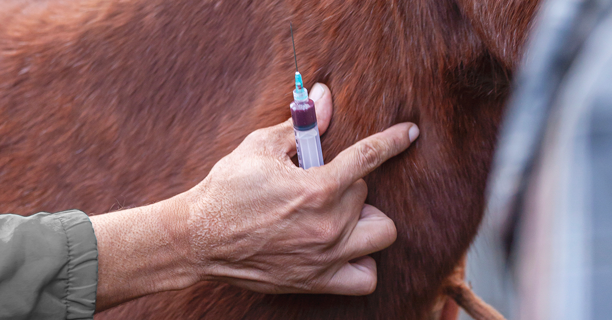 Spring Horse Management Checklist: Vacinations
