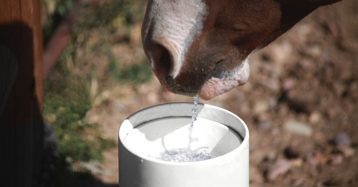 Spring Horse Management Checklist: Check Waterers