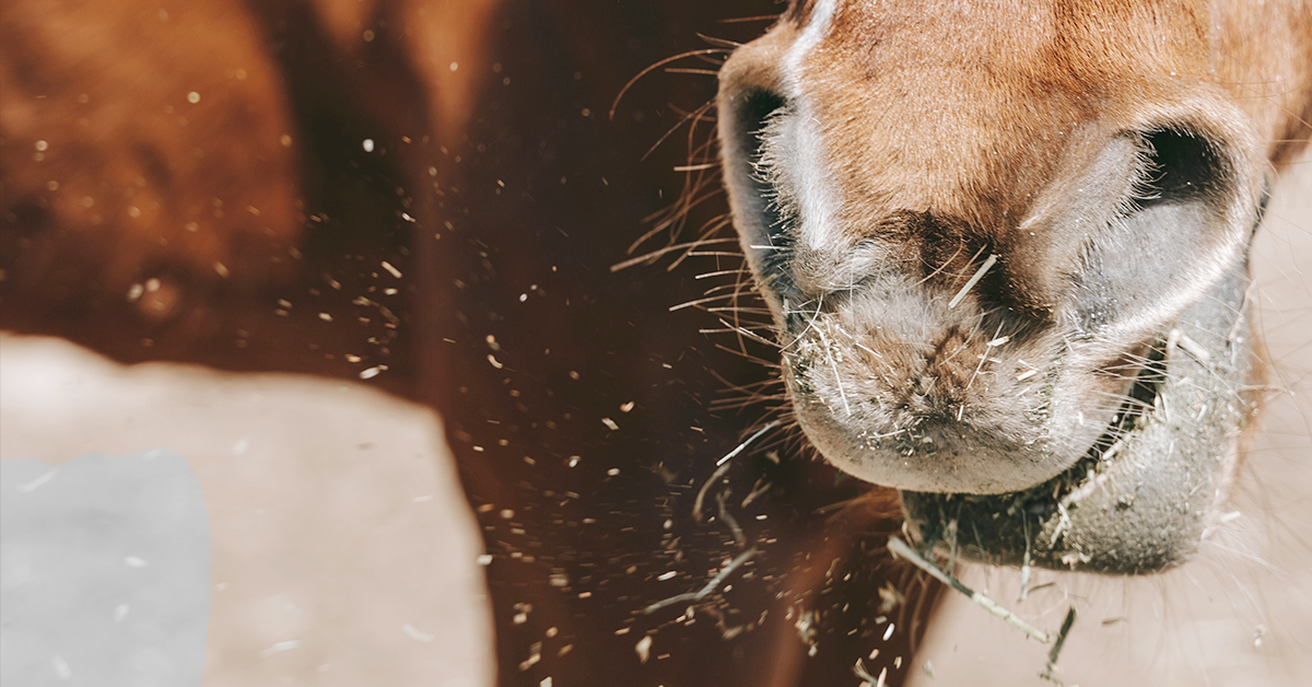 Spring Horse Management Checklist: Dental Care