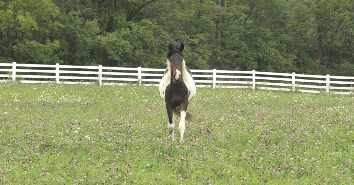 Spring Horse Management Checklist