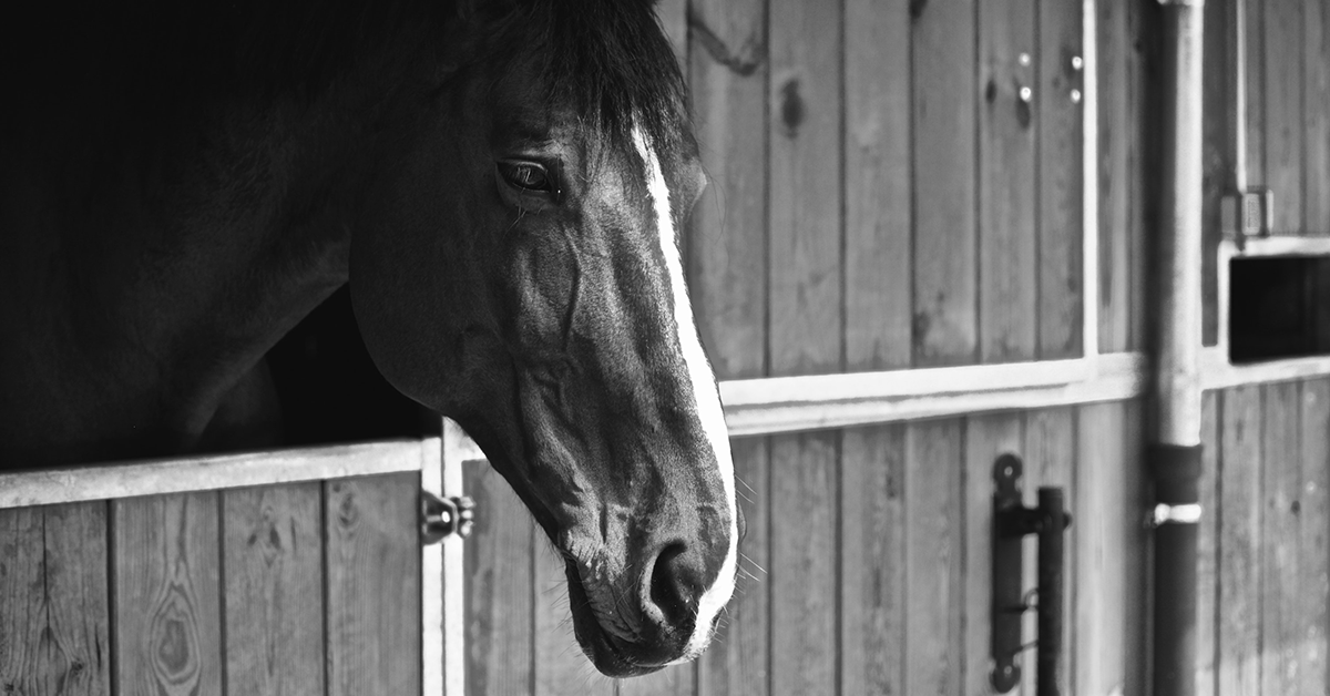 Why Do Horses Chew Wood?