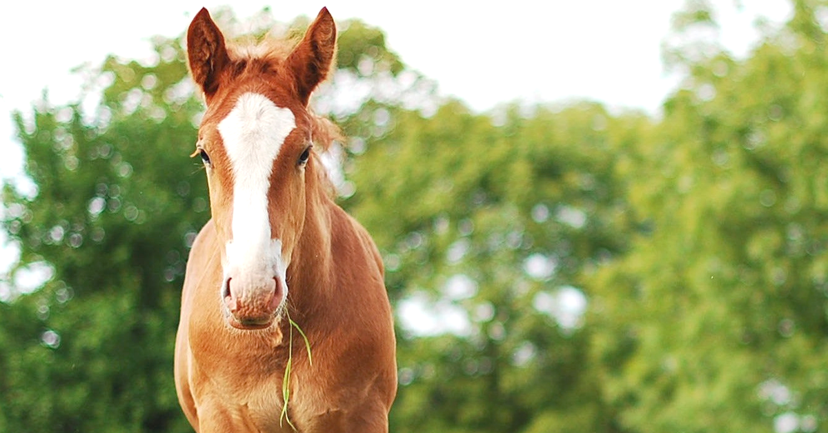 Spring Grazing Guidelines