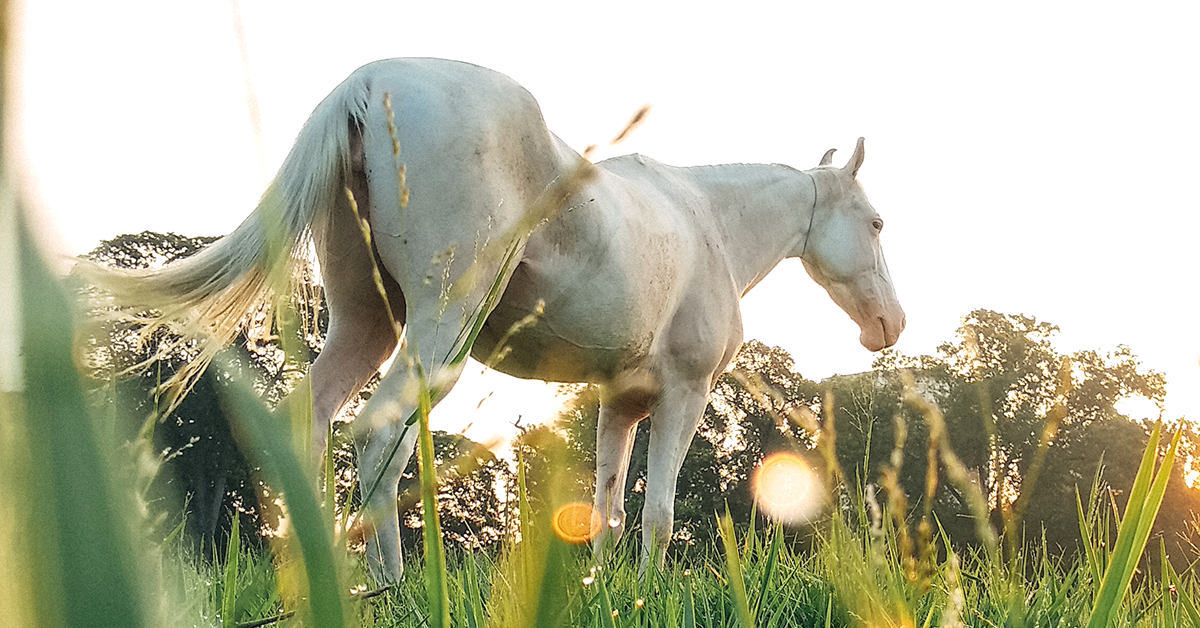 Spring Grazing Guidelines