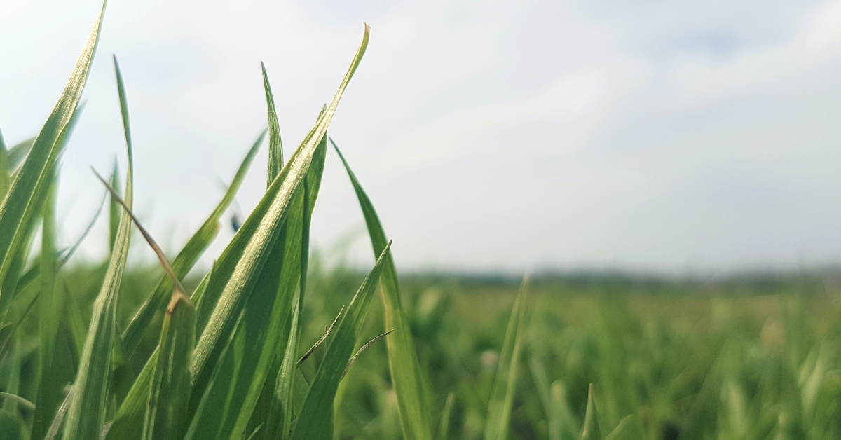 Spring Grazing Guidelines